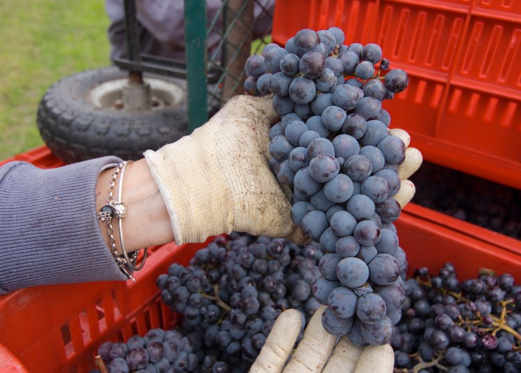 #pastoris #wine #viverone #erbaluce #nebbiolo #alto_piemonte